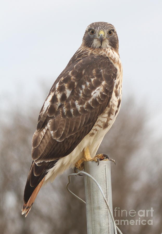 Hawk Photograph - Red-Tailed Hawk by Ken Keener