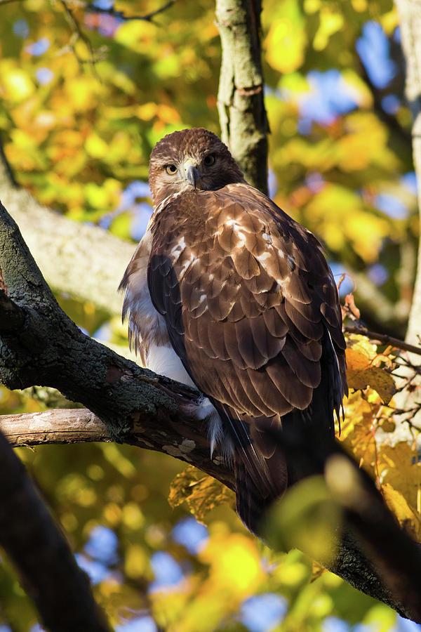 red tailed hawk cam