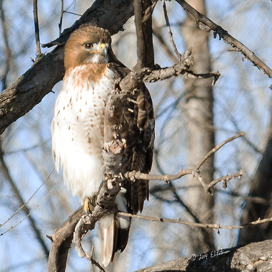 Red-tailed Hawk Looking Photograph by Ed Peterson