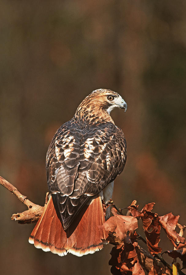 Red-tailed Hawk New York Photograph by Tom Vezo