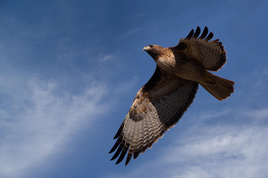 Red-tailed Hawk on the Hunt Photograph by Kathleen Bishop