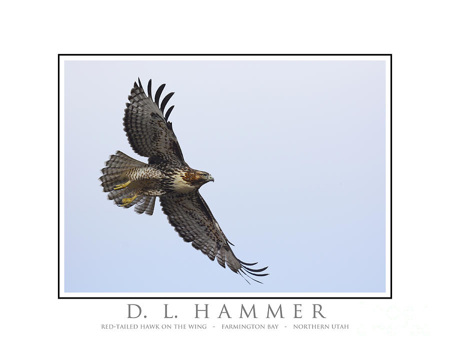 Red Tailed Hawk on the Wing Photograph by Dennis Hammer