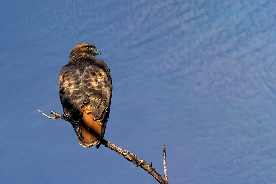 Nature Photograph - Red-tailed Hawk out on a Limb by Kathleen Bishop
