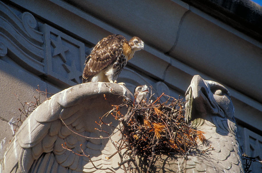 Red-tailed Hawk Photograph by Paul J. Fusco