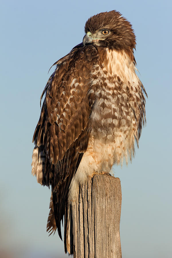 Red-tailed Hawk Perched on a Post Photograph by Kathleen Bishop