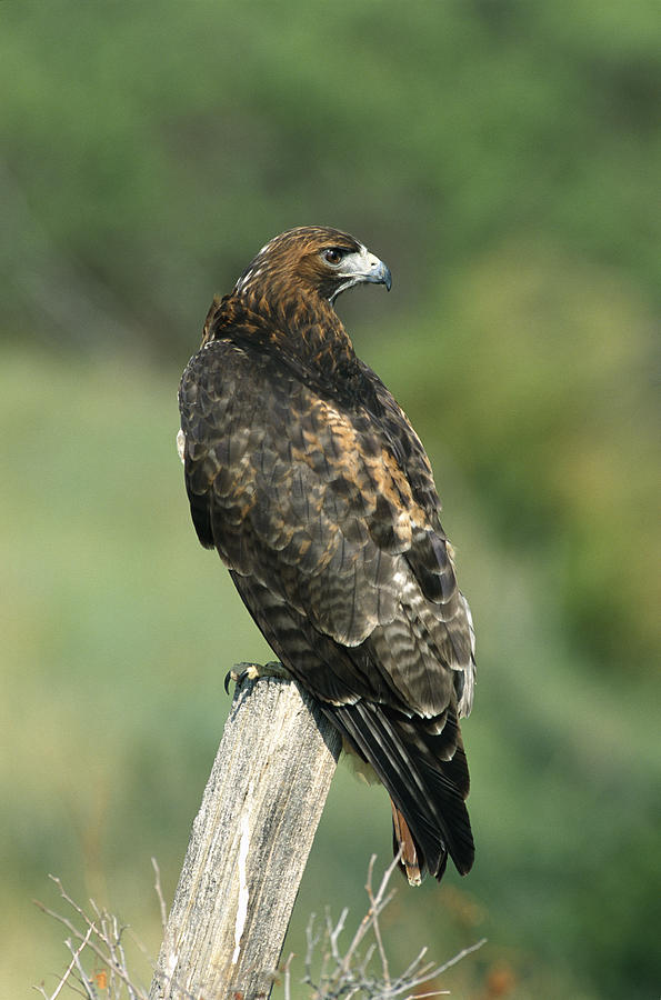 Red-tailed Hawk Perching Photograph by Konrad Wothe