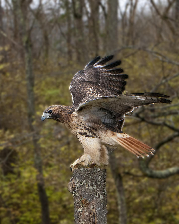 Hawk Photograph - Red Tailed Hawk by Phyllis Taylor
