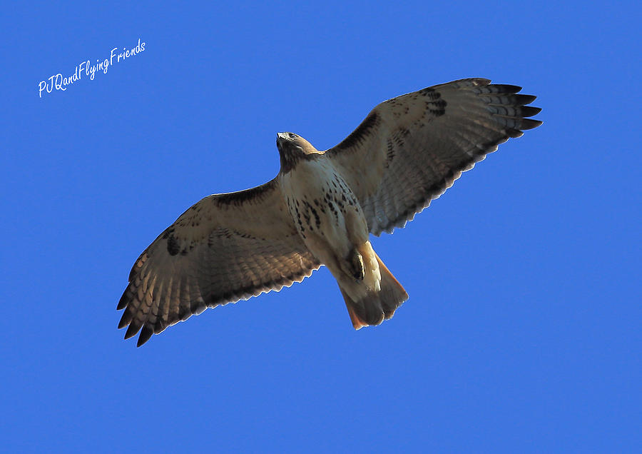 Red-tailed Hawk Photograph by PJQandFriends Photography