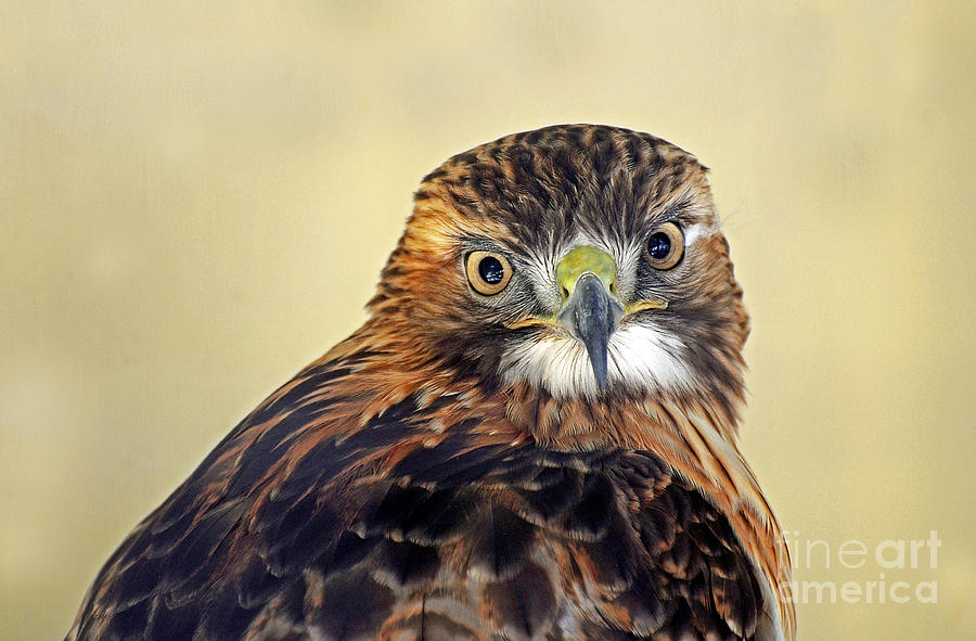 Red Tailed Hawk Portrait #2 Photograph by Rodney Campbell
