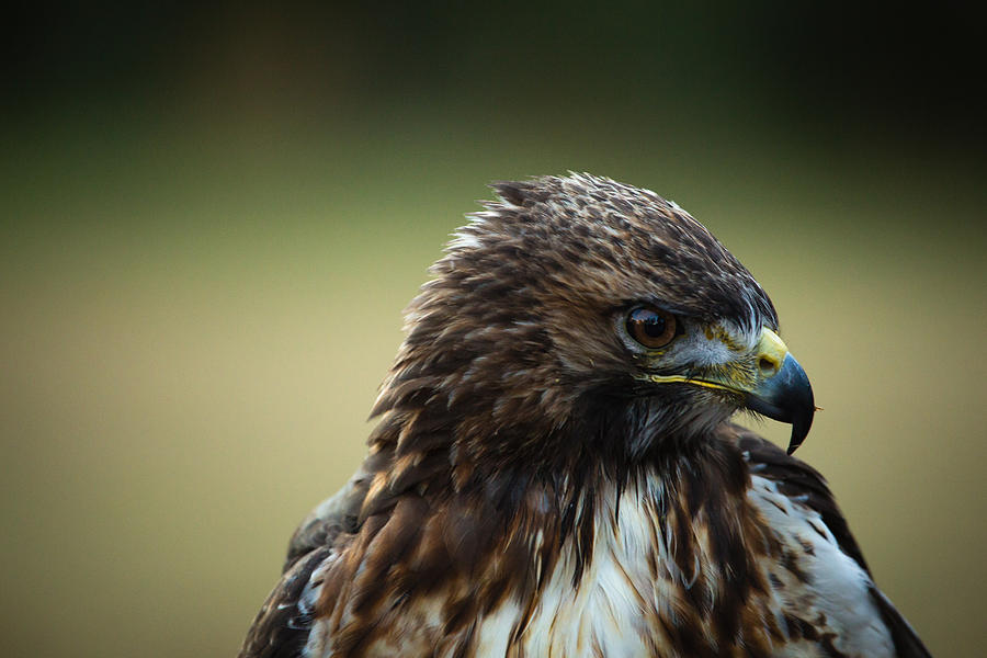 Red-tailed Hawk Portrait Photograph by Christy Cox