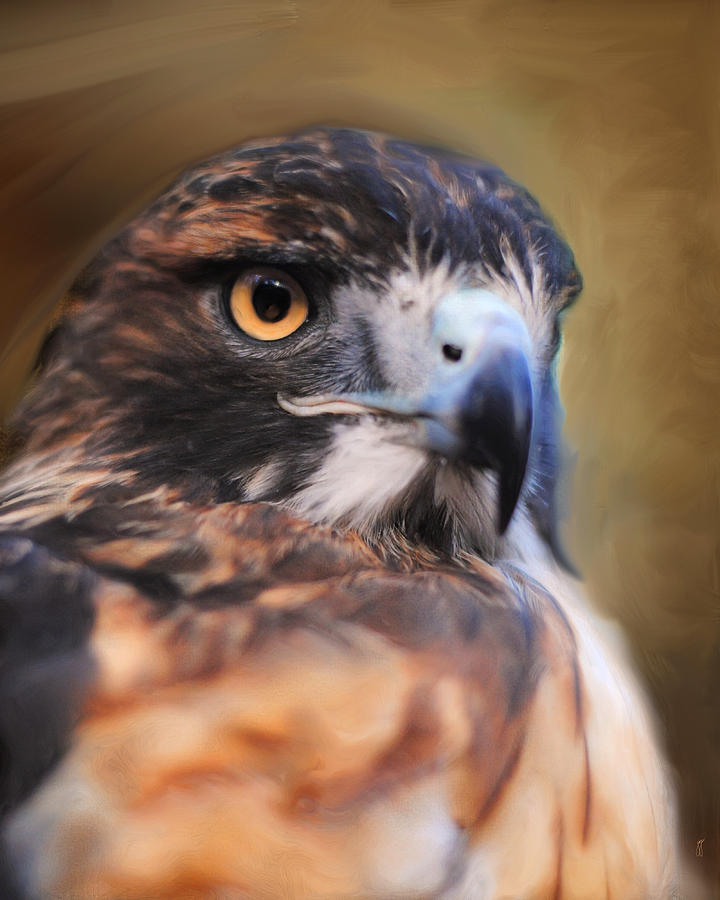 Red Tailed Hawk Portrait Photograph by Jai Johnson
