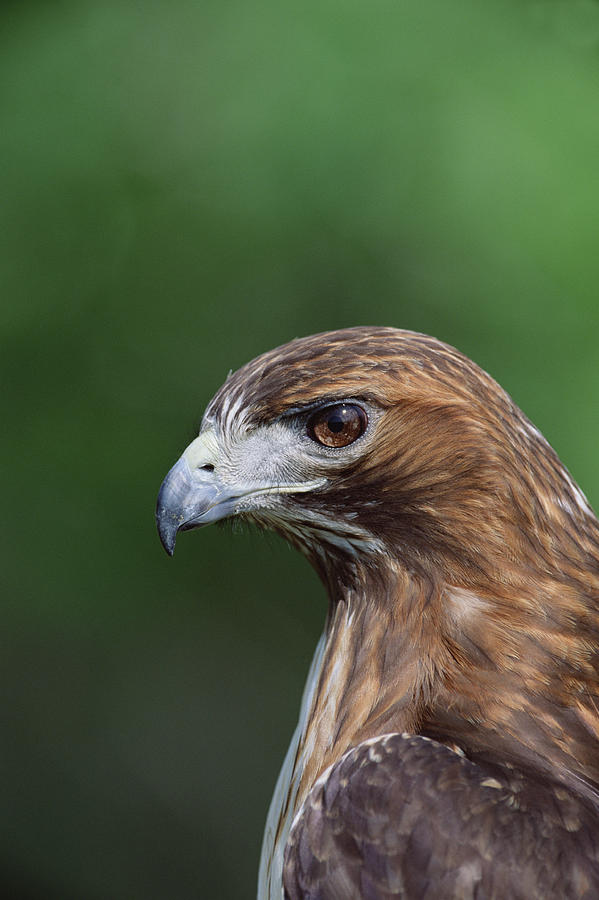 Animal Photograph - Red-tailed Hawk Portrait North America by Konrad Wothe