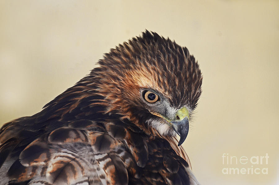 Red Tailed Hawk Portrait Photograph by Rodney Campbell