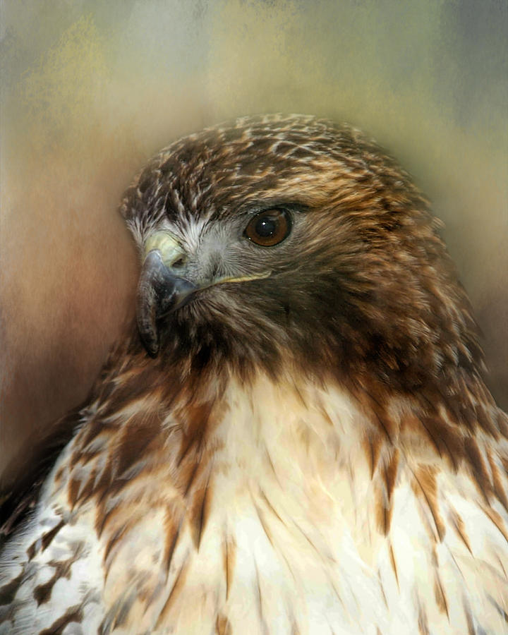 Red Tailed Hawk Portrait Photograph by TnBackroadsPhotos 