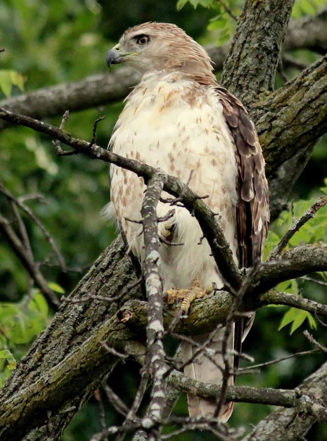 Red Tailed Hawk Photograph by Rosanne Jordan | Fine Art America