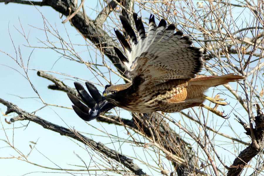 Red Tailed Hawk Sequence #1 Photograph By Stephen Johnson 