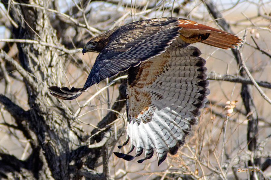 Red Tailed Hawk Sequence #4 Photograph by Stephen Johnson