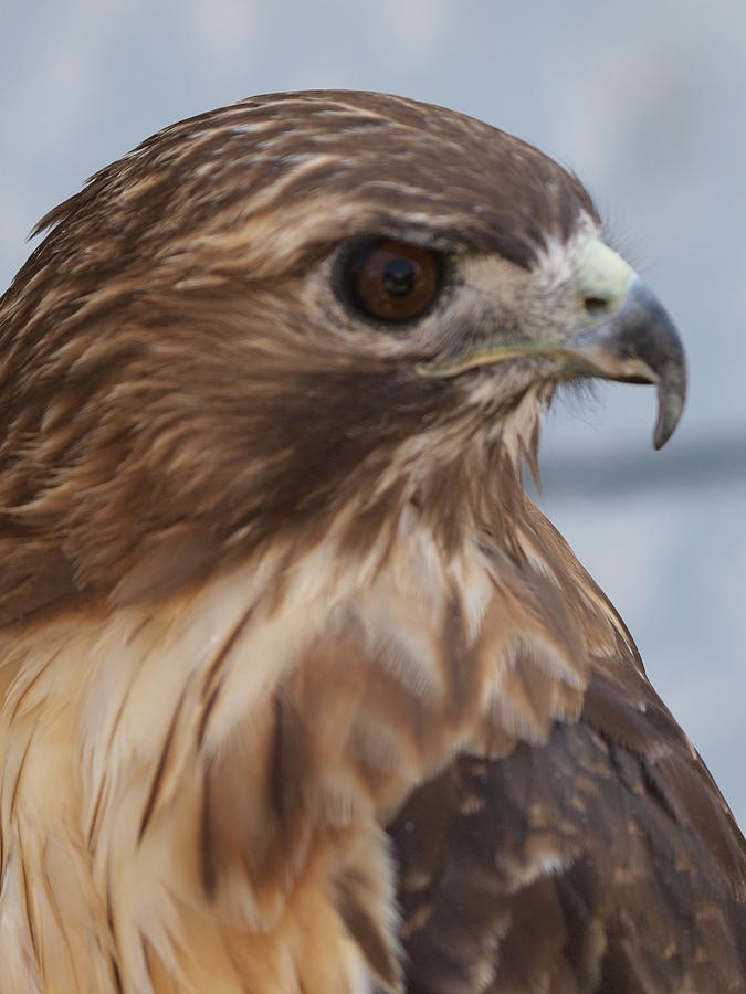 Red Tailed Hawk Side View Photograph By Geoff Fierce Fine Art America