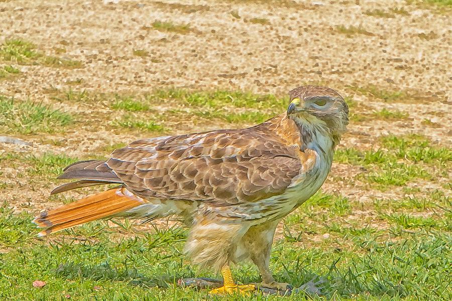Red-tailed Hawk Sideways Glance Photo Art Photograph by Constantine Gregory