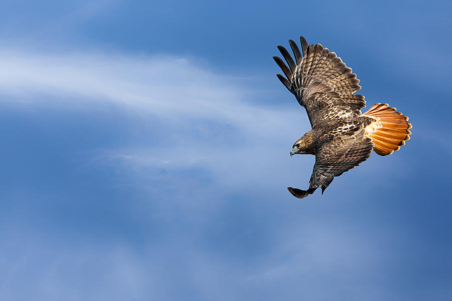 Red Tailed Hawk Soaring Photograph by Bill Wakeley