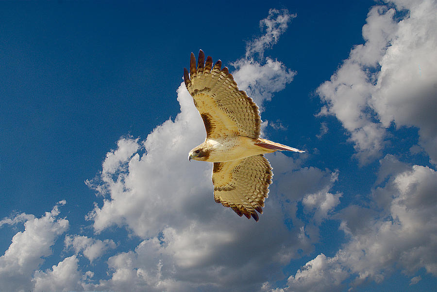 Hawk Photograph - Red-tailed Hawk Soaring Series 4 by Roy Williams