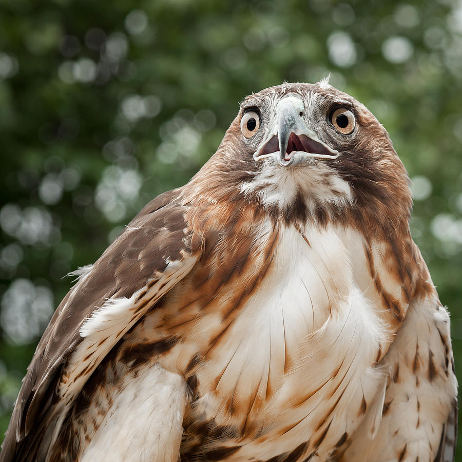 Hawkeye Photograph - Red-Tailed Hawk Square by Bill Wakeley