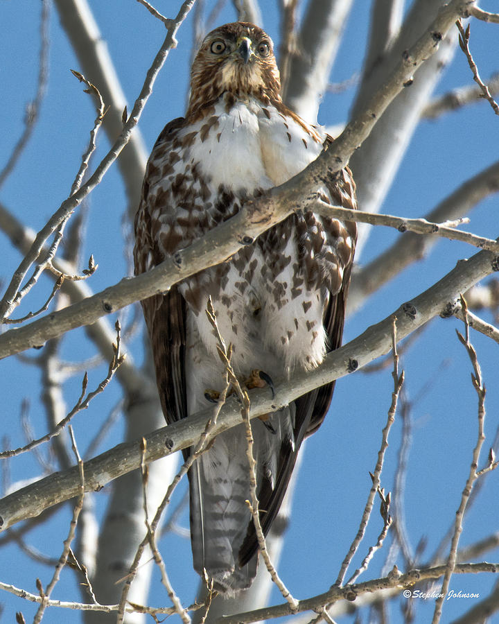 Red-tailed Hawk Stare Down Photograph by Stephen Johnson