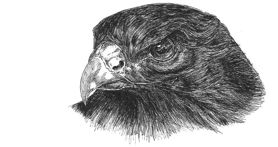 Red Tailed Hawk Study Drawing By John Disher - Fine Art America