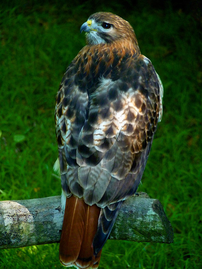Red-Tailed Hawk Photograph by Susan Duda