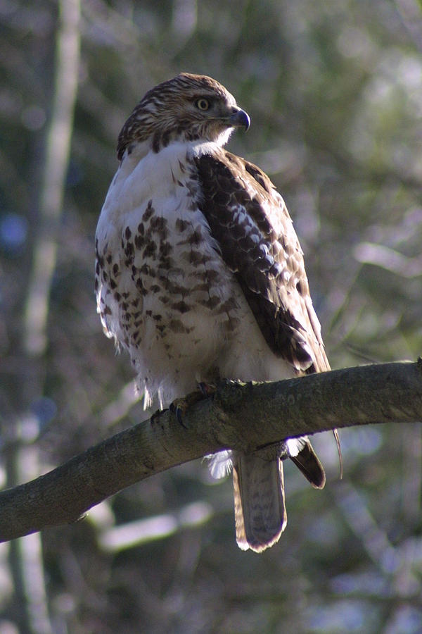 Red-tailed Hawk Photograph By Tasha Oneill - Fine Art America