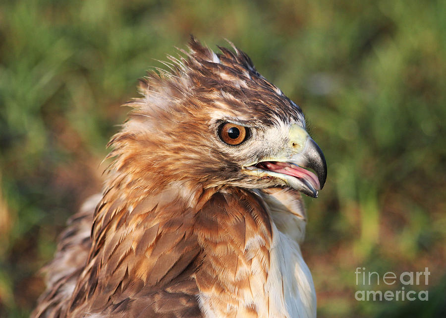 Bird Photograph - Red Tailed Hawk by TN Fairey