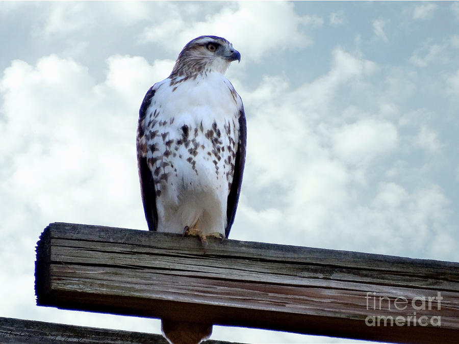 Red Tailed Hawk Waiting Photograph