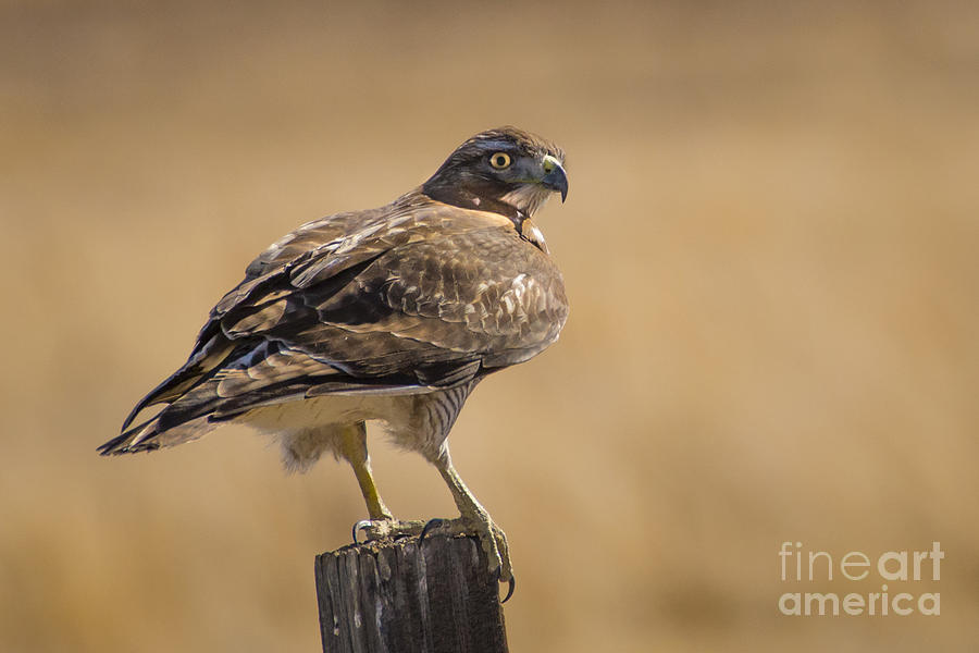 Red Tailed Hawk Watching Photograph