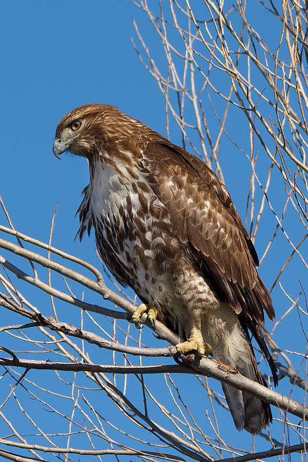 Red-tailed Hawk Watching The Ducks Photograph