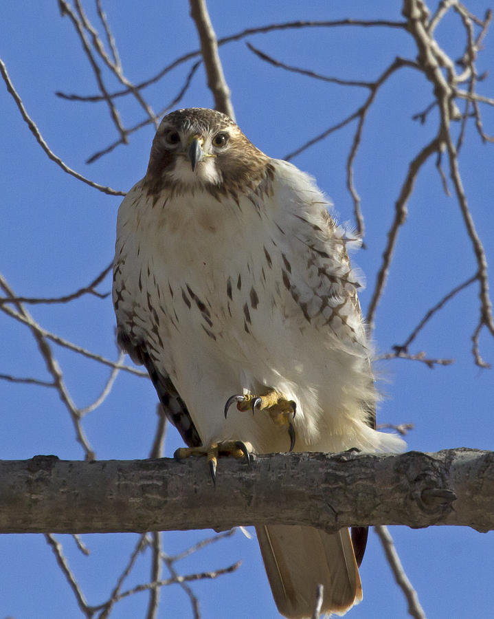 Red-tailed Hawk Waving Photograph by Eric Mace - Pixels