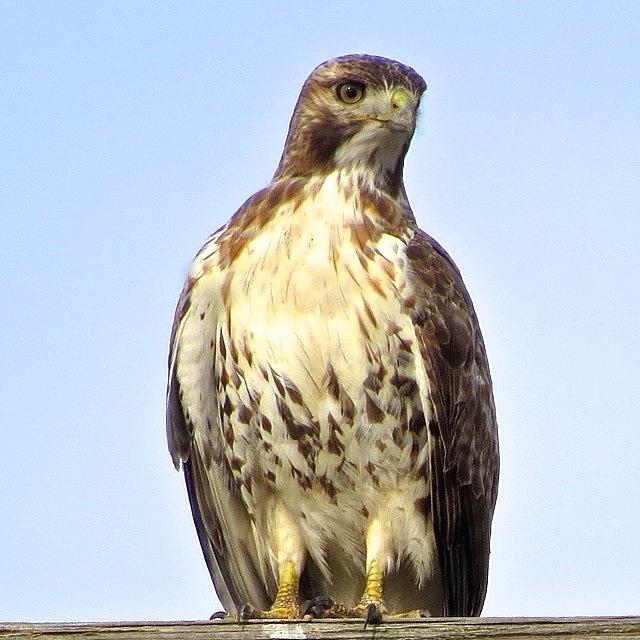 Red-tailed Hawk...i Think Photograph by Allison  Zapata