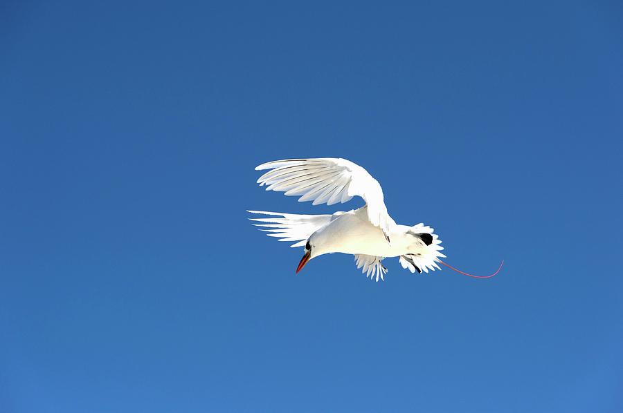 Red-tailed Tropicbird Photograph by Christopher Swann/science Photo Library