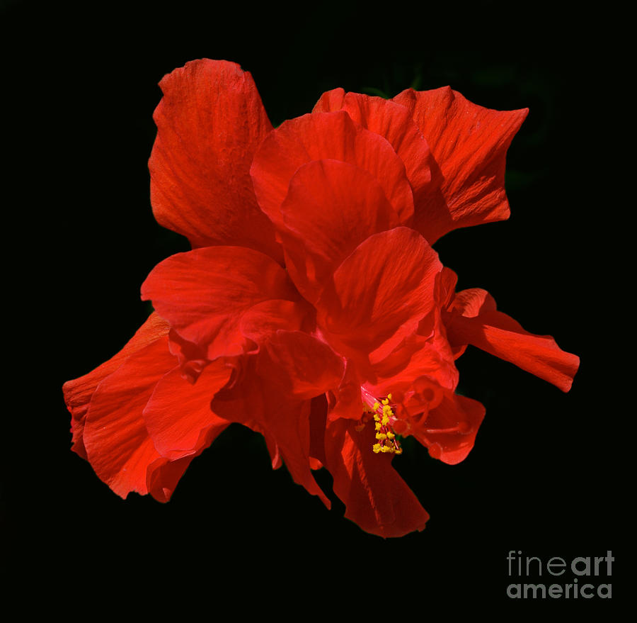 Tropical Red Flowers Photograph - Red Tango Hybiscus by Thomas Lovelace
