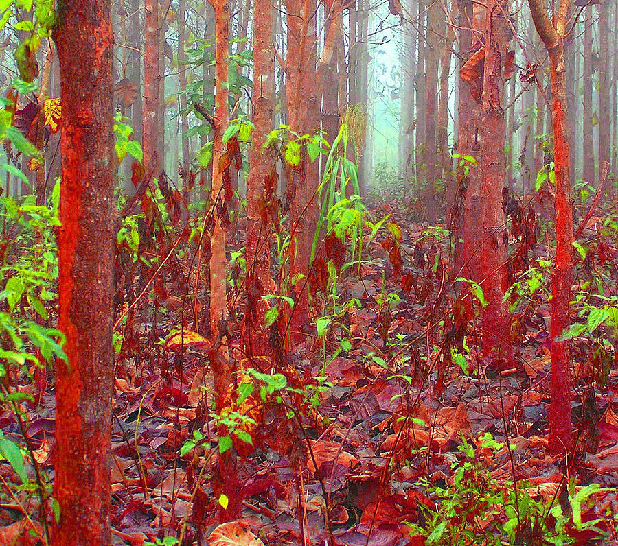 Red Teak Forest Photograph by Seymour Pixels