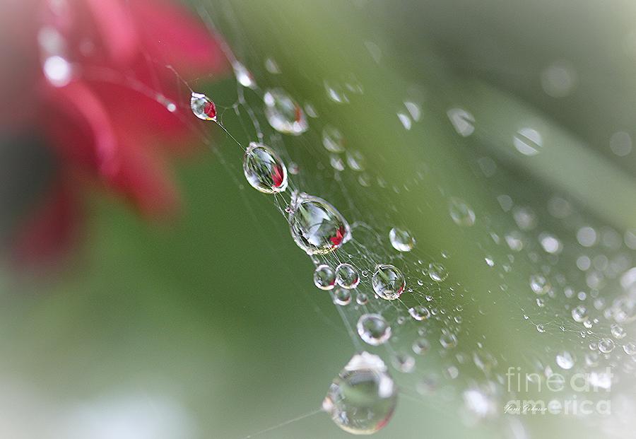 Red Teardrops Photograph by Yumi Johnson