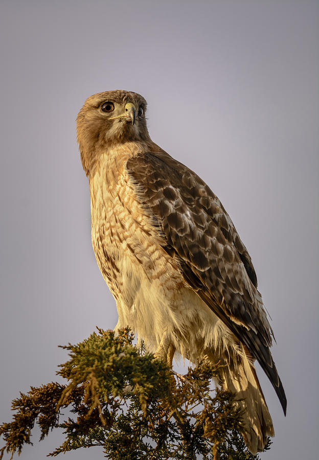 Red-tailed Hawk Photograph by Robert Mitchell