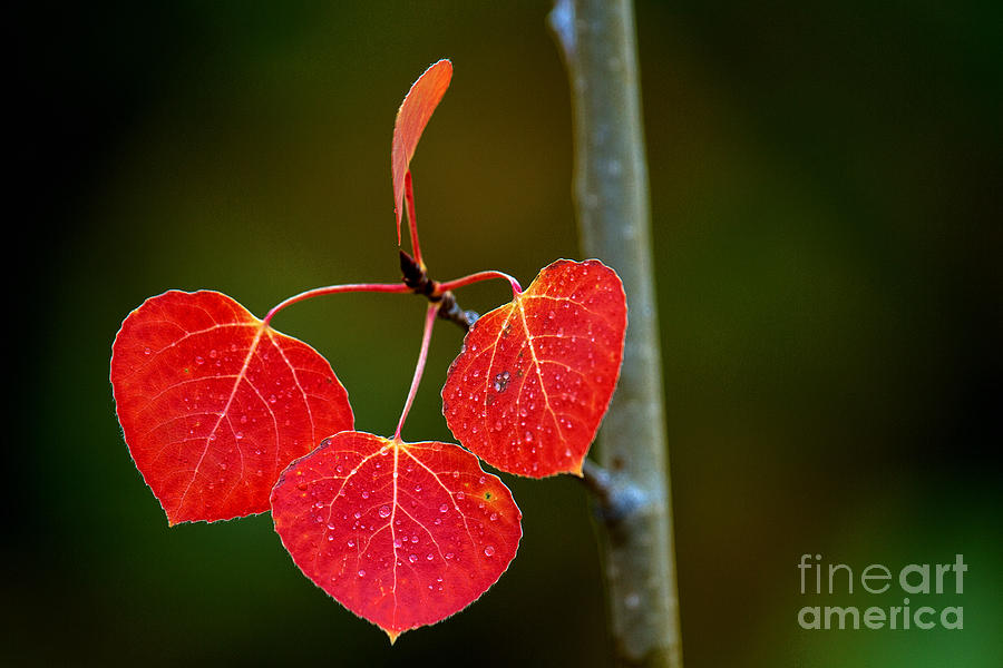 Autumn Colors Photograph - Red Three by Jim Garrison