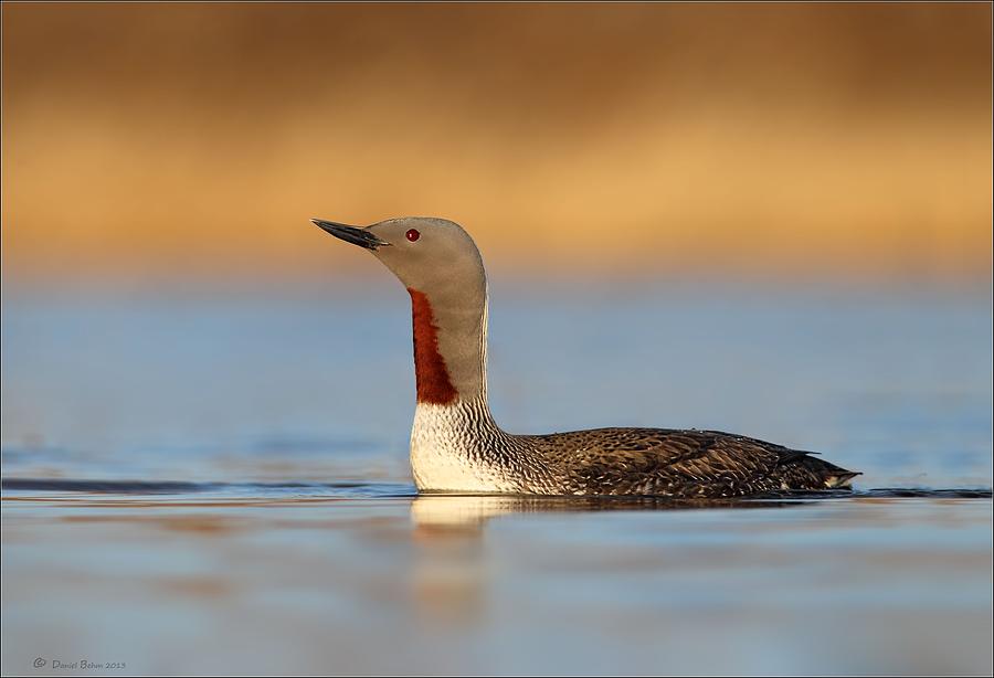 Red Throated Loon Photograph by Daniel Behm