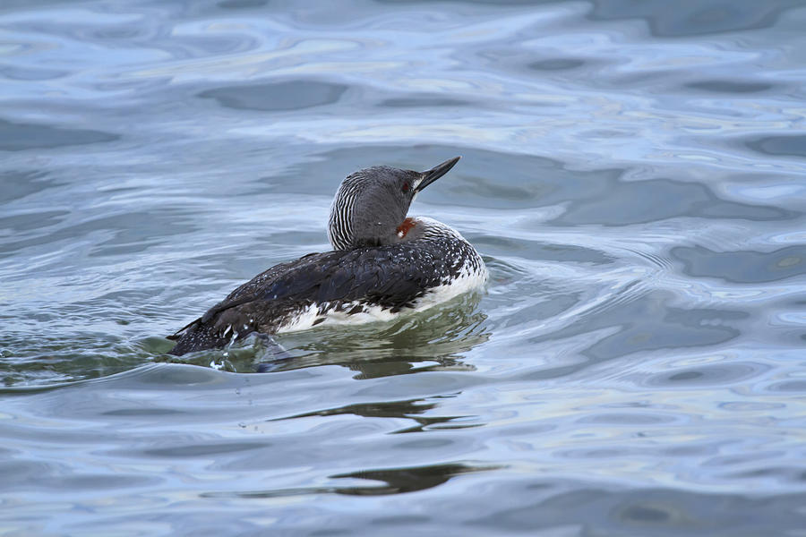 Red-throated Loon Photograph by Gary Hall