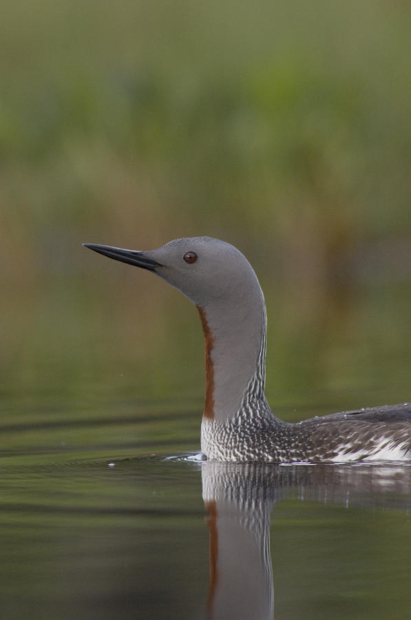 Red-throated Loon In Breeding Plumage Photograph by Michael Quinton