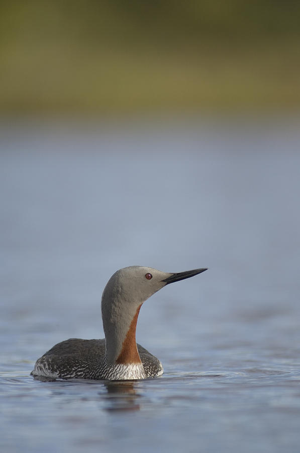 Red-throated Loon In Water Alaska Photograph by Michael Quinton