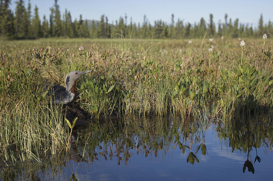 Red-throated Loon Nesting At Waters Photograph by Michael Quinton ...