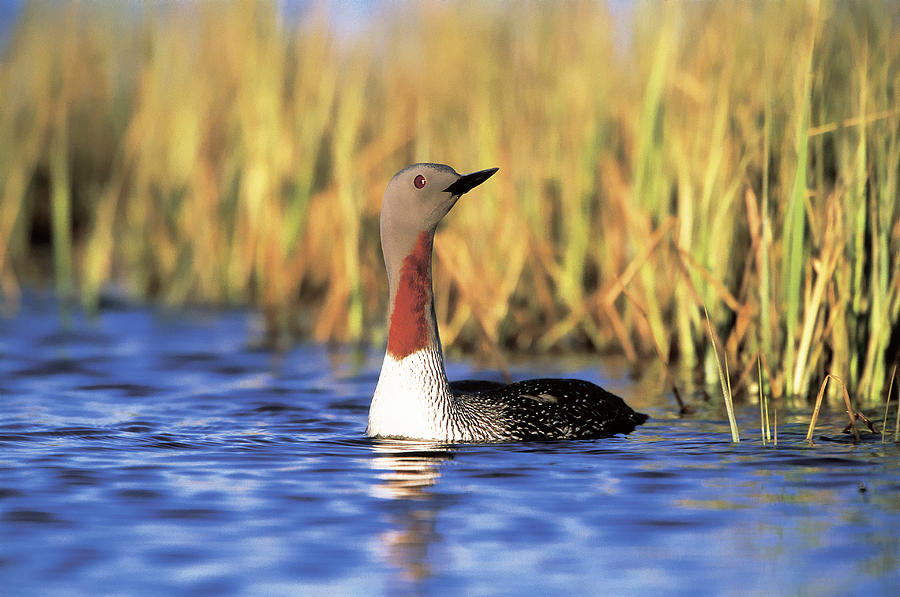 Red-throated Loon Photograph by Paul J. Fusco