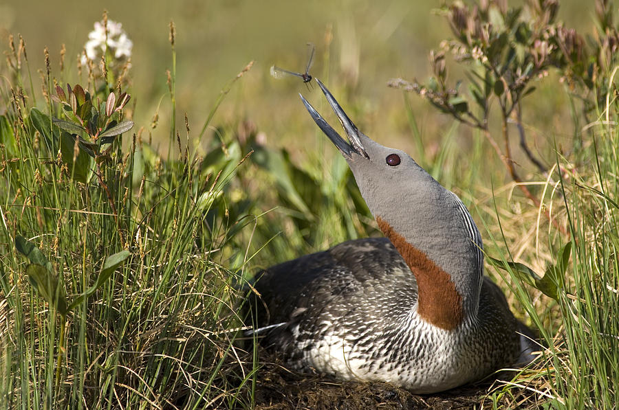 Red-throated Loon Snaps At Dragonfly Photograph by Michael Quinton