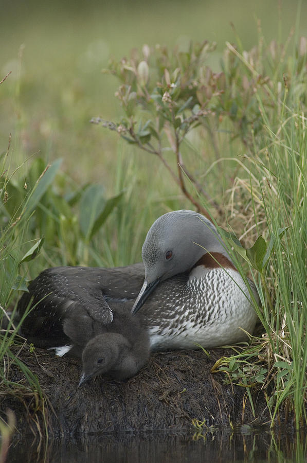 Red-throated Loon With Chick On Nest Photograph by Michael Quinton